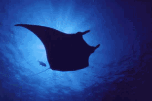 manta ray